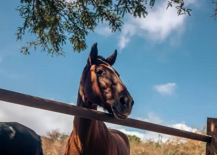 Lodge Atacama Horse