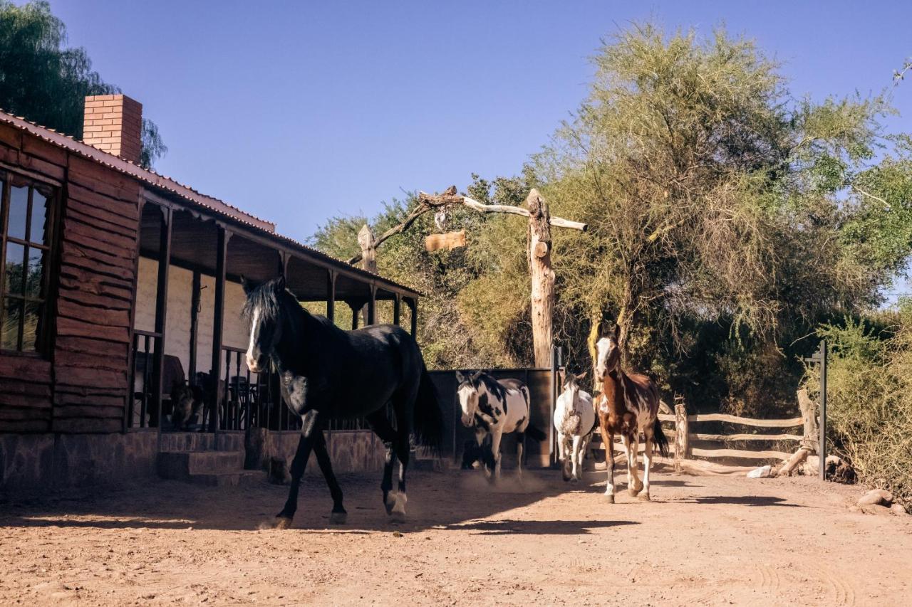 Lodge Atacama Horse