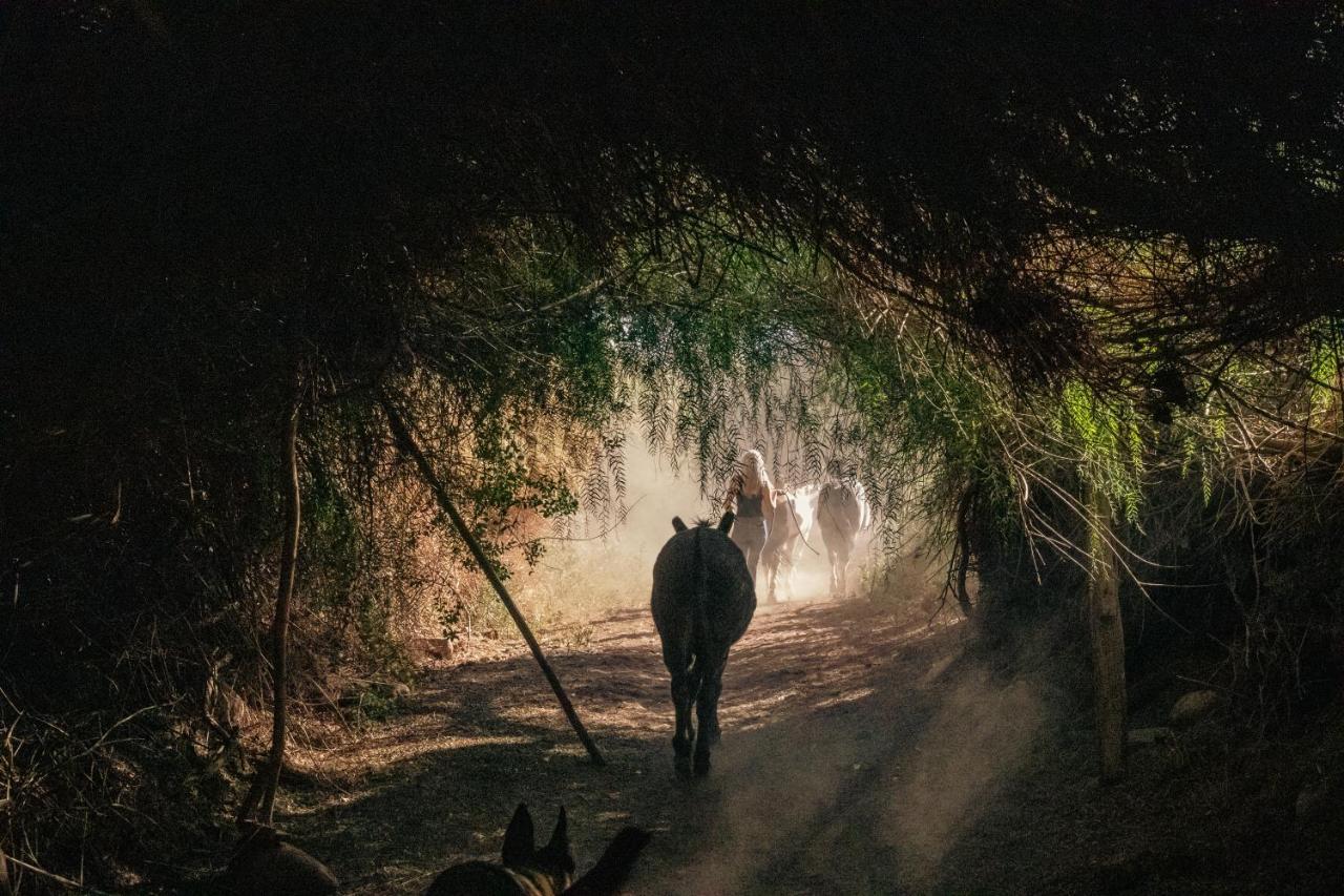Lodge Atacama Horse *