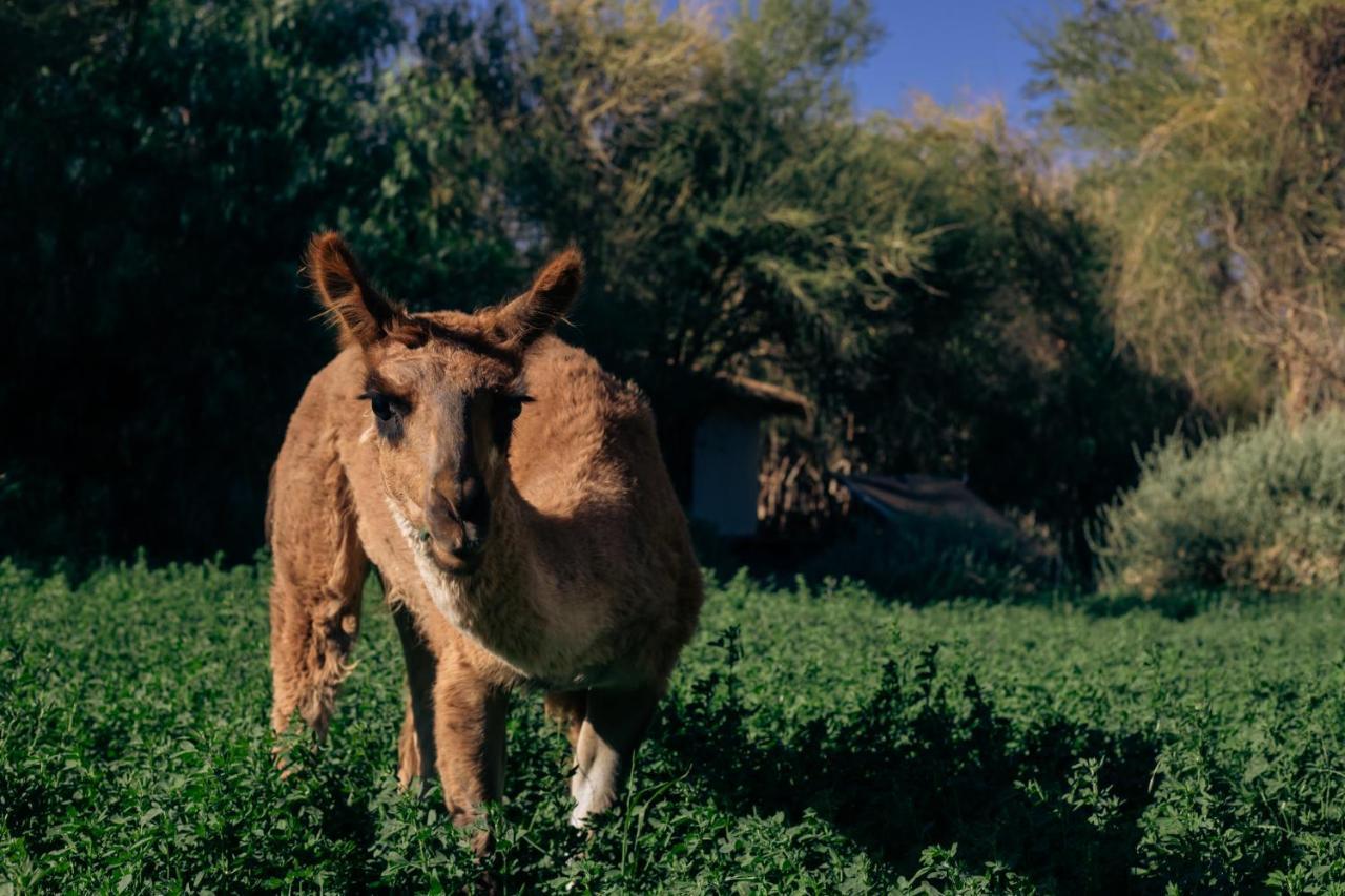 Atacama Horse Lodge *